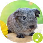 Guinea Pig Sounds Ringtones icon