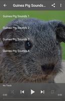 Guinea Pig Sounds Ringtones poster