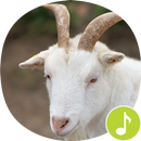 Goat Sounds Ringtones APK