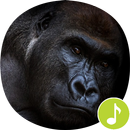 Gorilla Sounds Ringtones APK