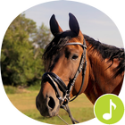 Horse Sounds Ringtones icône