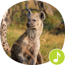 Laughing Hyena Sounds Ringtones APK