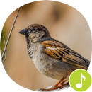 Sparrow Sounds Ringtones APK