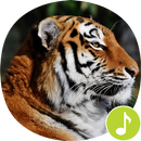 Tiger Sounds Ringtones APK