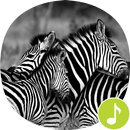 Zebra Sounds Ringtones APK