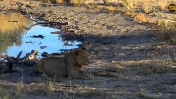 SafariLive Chat 截圖 1