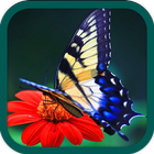 Butterfly HD wallpapers 아이콘