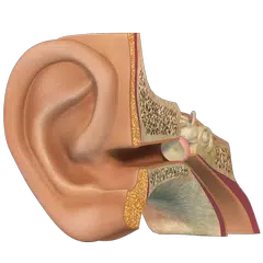 VR Human Ear