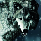HD Wolf Wallpapers icône