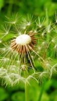 2 Schermata Sfondi Dandelion HD