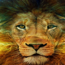 Lion and Tiger Wallpapers APK