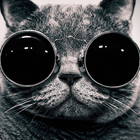 Cat Wallpapers icon