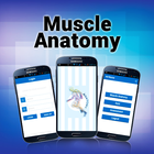 آیکون‌ Muscle Anatomy