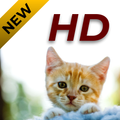 Animal Wallpapers HD