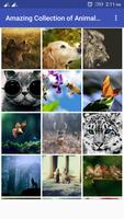 Animal Wallpapers HD poster