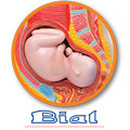 Miniatlas Embarazo y dieta