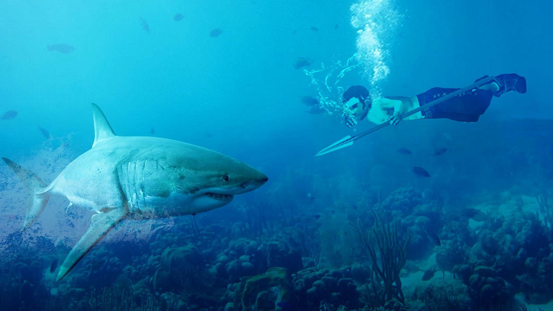 Качок под водой. Китовая акула Хангри Шарк. Акула в воде. Акула под водой. Плавать с акулами.