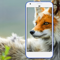 Nature Wallpapers: Birds, Animals, Butterflies