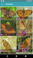 Обои природы: птицы, бабочки, растения и животные screenshot 3
