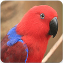 Eclectus Parrot Sounds : Eclectus Parrot Singing-APK