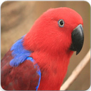 Eclectus Parrot Sounds : Eclectus Parrot Singing APK