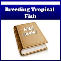 Breeding Tropical Fish Affiche