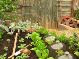 Home Vegetable Gardening Tips скриншот 1
