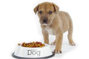 Dog Food Nutrition (Recipes) ! スクリーンショット 1