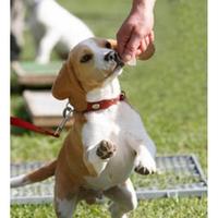 Puppy Training ! 截圖 2