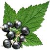 Edible Plant Guide APK