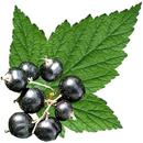 Edible Plant Guide APK