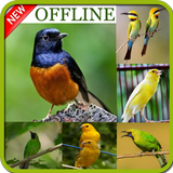 1000 Kicau Burung Offline icône