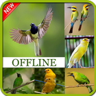 1000 Master Kicau Burung Terlengkap Offline icône