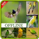 1000 Master Kicau Burung Terlengkap Offline APK
