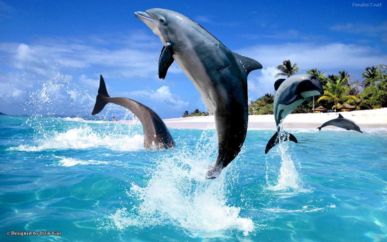 Fondos de Delfines APK voor Android Download