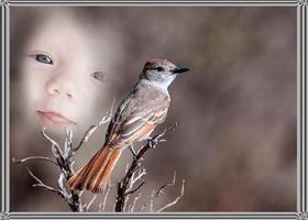 Bird Photo Frame poster