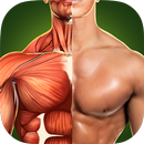 人体解剖学3D - 骨骼和肌肉 APK