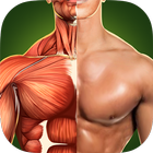 人体解剖学3D - 骨骼和肌肉 图标