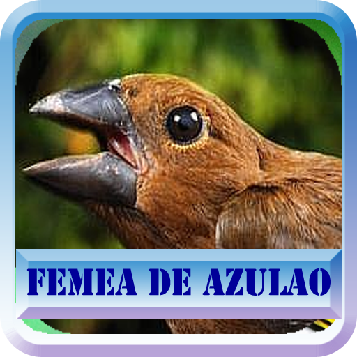 Fêmea de Azulão