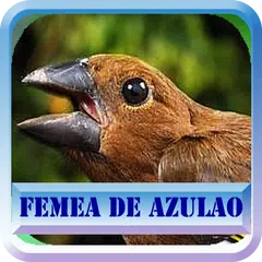 Fêmea de Azulão APK download