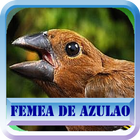 Fêmea de Azulão icône