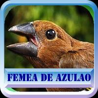 Fêmea de Azulão Affiche