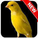 Canario Belga Canta Muito (Salsa) APK