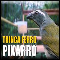 Canto Trinca Ferro Pixarro HD 海报