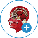 VZ | Cuerpo Humano APK
