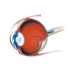 Retina Zeichen