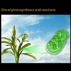 Photosynthesis & reactions Zeichen