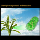 Photosynthesis & reactions APK