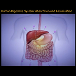 Absorbtion and Assimilation