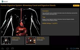 Human Digestive System poster